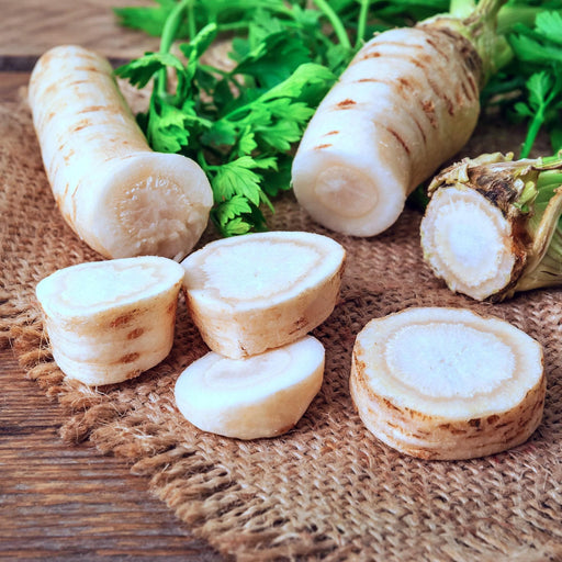 Hamburg Rooted Parsley Heirloom Seeds – Root Vegetable | Non GMO, Vitamin Rich