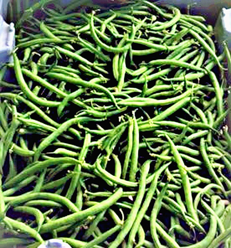 Fall Vegetable Garden Seed Collection