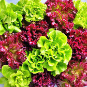 Fall Vegetable Garden Seed Collection