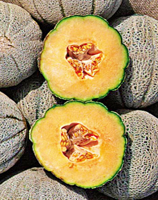 Hearts of Gold Cantaloupe - Heirloom Cantaloupe Seeds | Large Oval Melon, Sweet Juicy Fruit