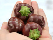 Mini Chocolate Bell Pepper - Heirloom Sweet Peppers | Open Pollinated Seeds
