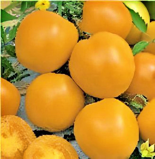 Yellow Perfection Tomato