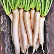 Tokinashi Daikon Radish - All Season Crisp White Radish Seeds | Heirloom Vegetable Garden