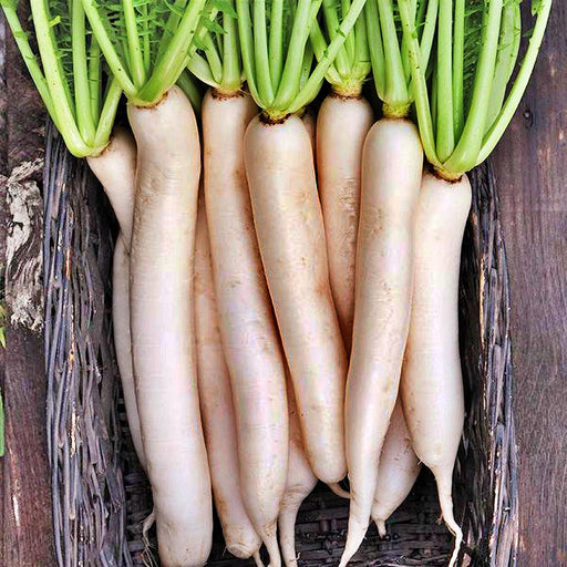Tokinashi Daikon Radish - All Season Crisp White Radish Seeds | Heirloom Vegetable Garden