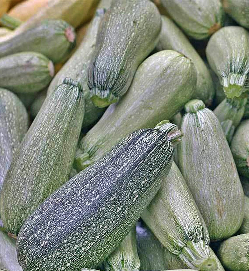 Grey Zucchini Seeds - Heirloom Summer Squash | Non GMO, Fast Growing Variety