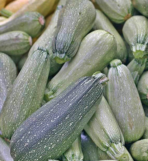 Grey Zucchini Seeds - Heirloom Summer Squash | Non GMO, Fast Growing Variety