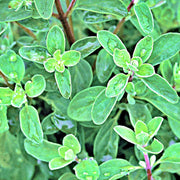Sweet Marjoram Herb Seeds - Culinary Mediterranean Annual Herb Plant - Non GMO