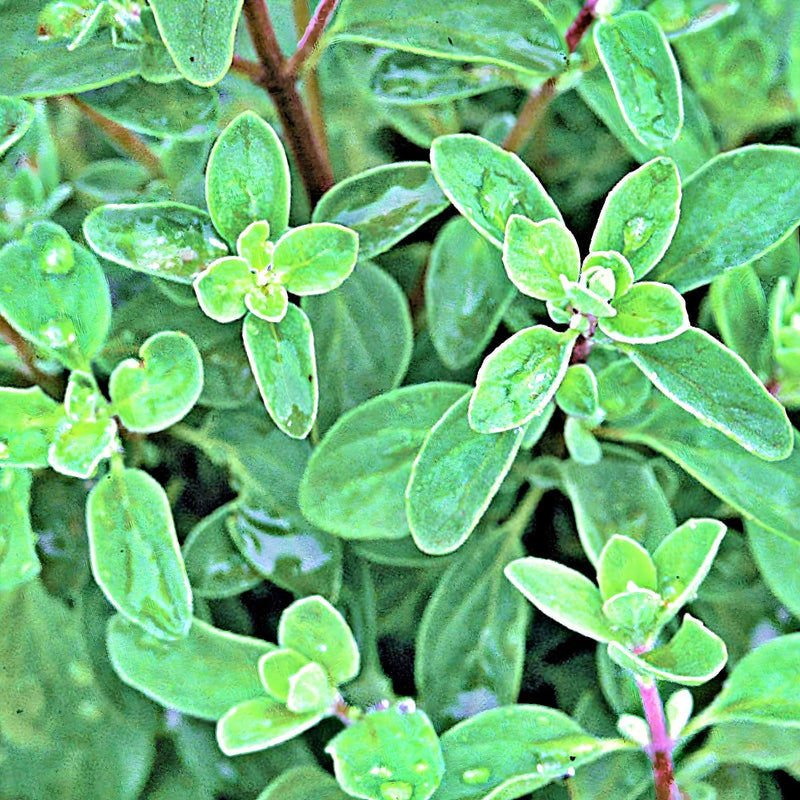 Sweet Marjoram Herb Seeds - Culinary Mediterranean Annual Herb Plant - Non GMO