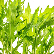 Mizuna Lime Streaks Heirloom Mustard Greens Seeds – Non GMO, Annual Vegetable Crop