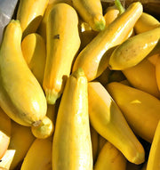 Early Prolific Straightneck Squash - Lemon Yellow Summer Squash Seeds | Heirloom, High Yield