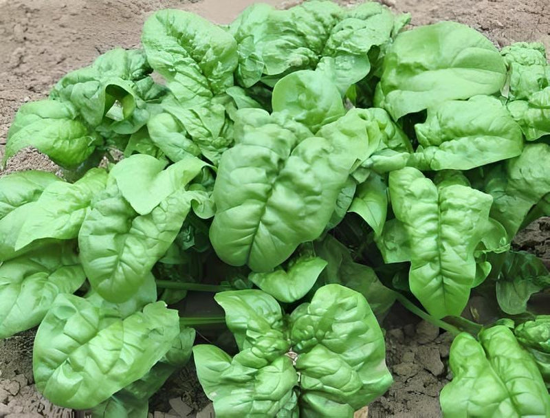Giant Noble Spinach Heirloom Seeds – Large Leaf, Slow Bolt, Non GMO Garden