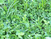 Garden Cover Crop Mix