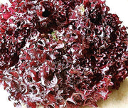 Lollo Rosso Lettuce - Heirloom Leaf Seeds | Red Italian Open Pollinated Variety