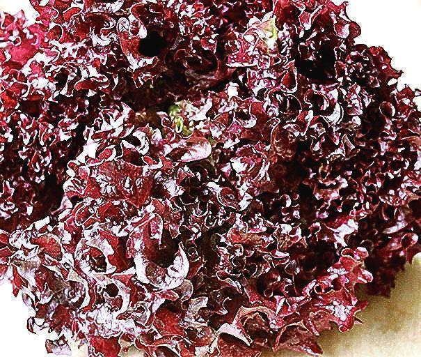 Lollo Rosso Lettuce - Heirloom Leaf Seeds | Red Italian Open Pollinated Variety