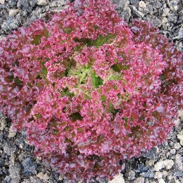 Lollo Rosso Lettuce - Heirloom Leaf Seeds | Red Italian Open Pollinated Variety