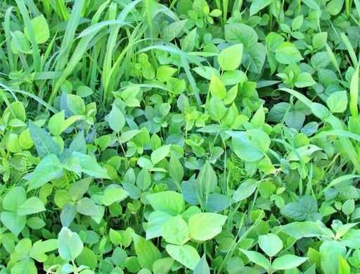 Garden Cover Crop Mix