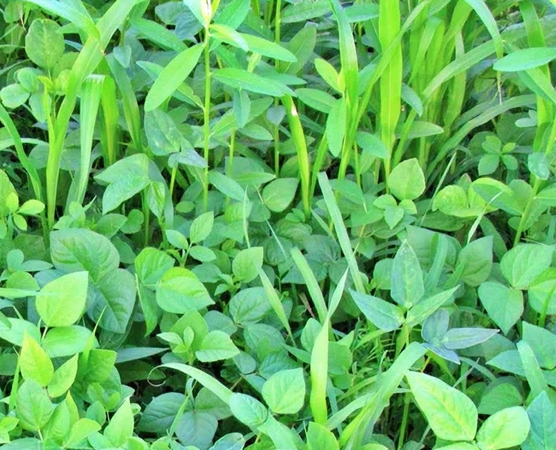 Garden Cover Crop Mix