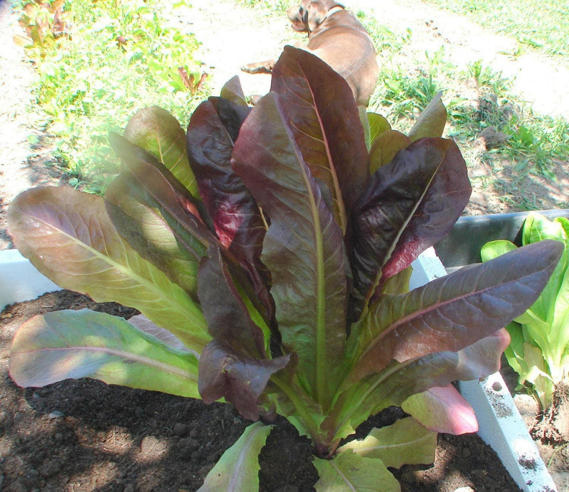 Cimmaron Romaine Lettuce - Heirloom Non GMO Seeds | Heat Resistant, Slow Bolting
