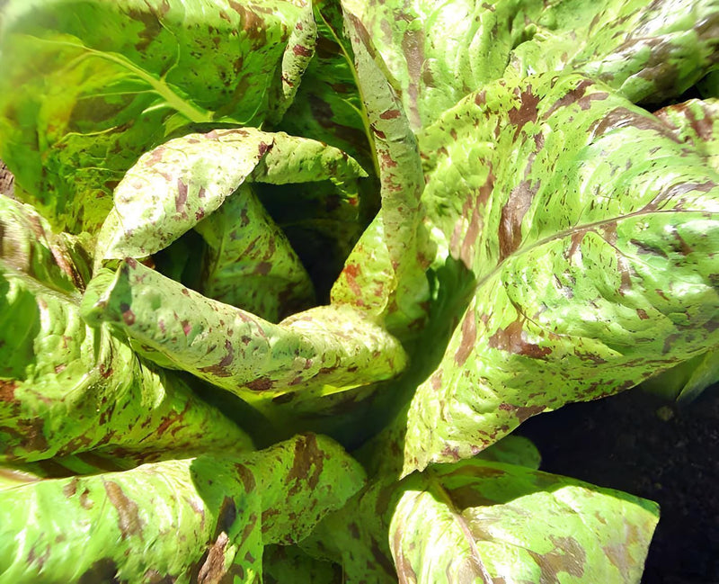 Forellenschluss Romaine Lettuce - Heirloom Speckled Trout Back Seeds | Non GMO