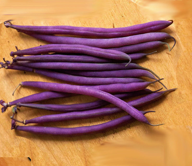 Purple Bush Beans – Heirloom Bush Bean Seeds | Petite Filet Pods, Sweet Edible Pods