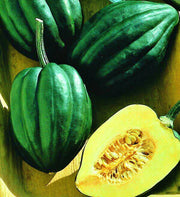 Acorn Winter Squash - Heirloom Seeds for Baking | Bush Type, Frost Tolerant
