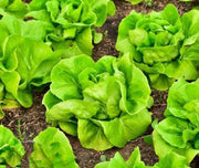 Summer Bibb Lettuce - Heirloom, Heat Tolerant, Fast Growing Leaf Seeds