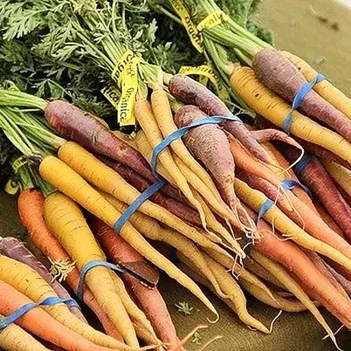 Rainbow Carrot Seeds - Heirloom Vegetable Garden Seeds | Colorful Mix, Non GMO