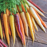 Rainbow Carrot Seeds - Heirloom Vegetable Garden Seeds | Colorful Mix, Non GMO