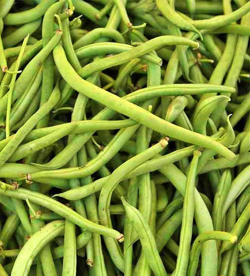 Stringless Green Beans - Landreth Bush Heirloom Seeds | GMO-Free, Easy Grow