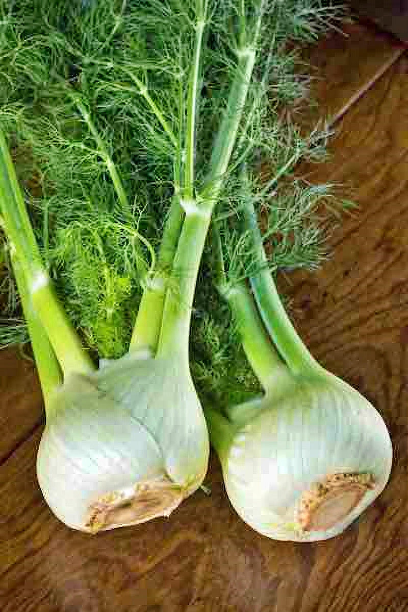 Florence Fennel Seeds - Heirloom Bulb Fennel Plant | Culinary & Medicinal Herbs