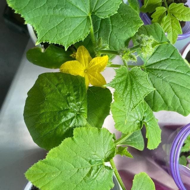 Bush Pickle Cucumber - Compact Mini Cucumber Plant | Heirloom Non-GMO Seeds