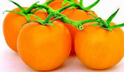 Jubilee Tomato