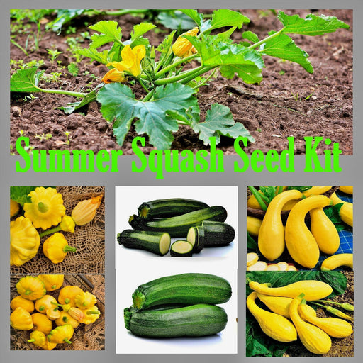 Summer Squash Seeds - Heirloom Seed Collection With Zucchini Black Beauty, Crookneck & Pattypan