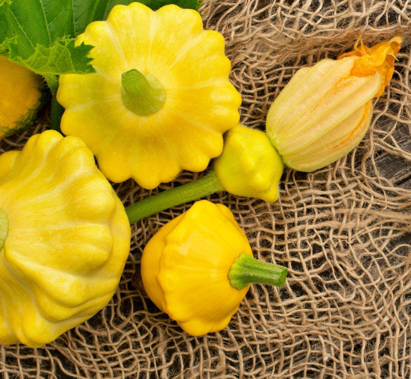 Summer Squash Seeds - Heirloom Seed Collection With Zucchini Black Beauty, Crookneck & Pattypan