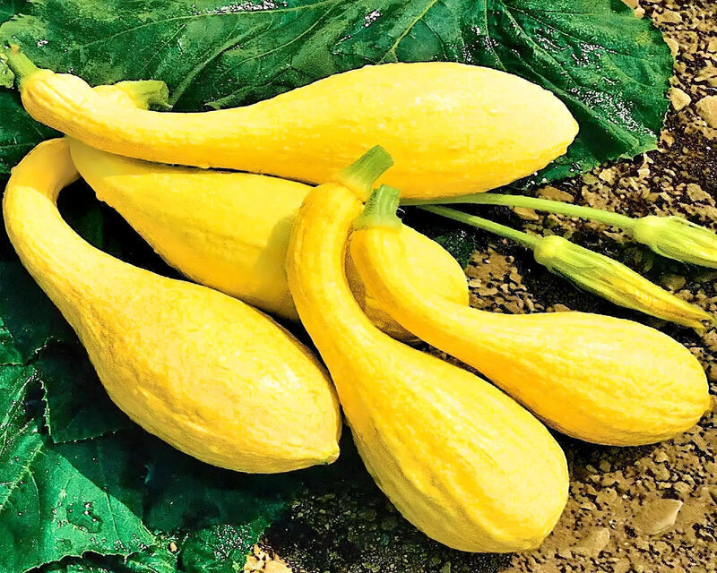 Summer Squash Seeds - Heirloom Seed Collection With Zucchini Black Beauty, Crookneck & Pattypan