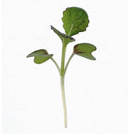 Red Giant Mustard Seeds - Heirloom, Winter Hardy Baby Salad Greens | Brassica Juncea