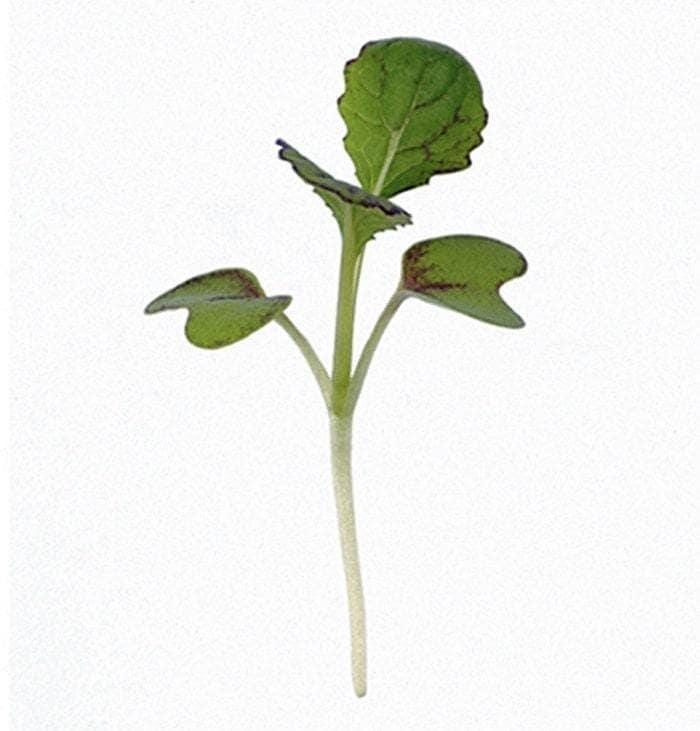 Red Giant Mustard Seeds - Heirloom, Winter Hardy Baby Salad Greens | Brassica Juncea
