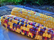 Festivity Sweet Corn - Heirloom Multi Colored Corn With Rainbow Colored Kernels