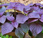 Purple Shiso Seeds – Heirloom Perilla Seeds | Culinary Herb, GMO Free