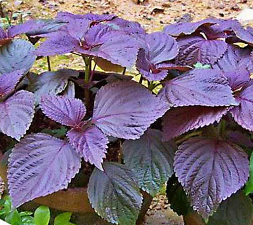Purple Shiso Seeds – Heirloom Perilla Seeds | Culinary Herb, GMO Free
