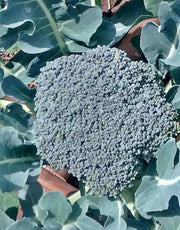 Waltham Broccoli Seeds – Heirloom, Open Pollinated, Cold Weather Garden Vegetable