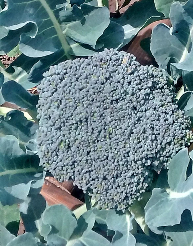 Waltham Broccoli Seeds – Heirloom, Open Pollinated, Cold Weather Garden Vegetable