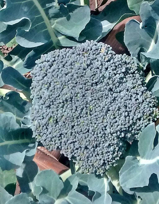 Waltham Broccoli Seeds – Heirloom, Open Pollinated, Cold Weather Garden Vegetable