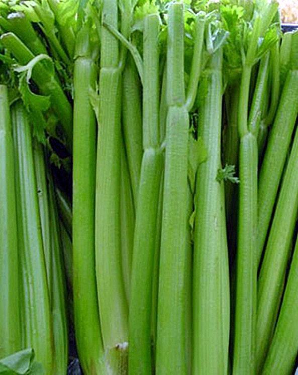 Tall Utah 52 Celery - Heirloom Seeds | Disease Resistant, Vitamin Rich Stalks