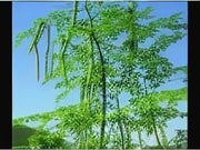 a lush, green tree with hanging pods, surrounded by other trees and vegetation.