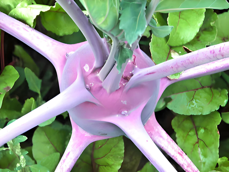 Early Purple Kohlrabi – Heirloom Vegetable Seeds | Cold Hardy, Vitamin C Rich Bulbs