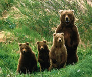 Early Pink Popcorn Heirloom Seeds – Open Pollinated, Non GMO, 25-100 Count