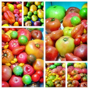Rainbow Garden Seeds | Heirloom Seed Mix Vegetable Collection - Organic Assortment