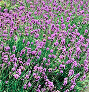 Munstead Lavender Seeds – English Lavender Seeds | Culinary Herb Garden Plants