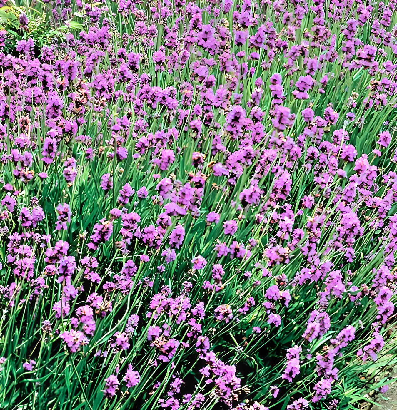 Lavender